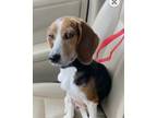 Adopt Taylor Swifty a Tricolor (Tan/Brown & Black & White) Beagle / Mixed dog in