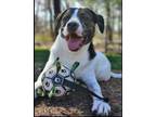 Adopt Boston a White - with Brown or Chocolate English Pointer / Retriever