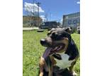 Adopt Bree a Black - with White American Staffordshire Terrier / Mixed dog in