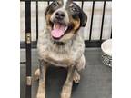 Adopt Ellie a Gray/Blue/Silver/Salt & Pepper Australian Cattle Dog / Blue Heeler