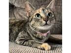 Adopt Freya a Tan or Fawn Tabby Domestic Shorthair (short coat) cat in Brighton