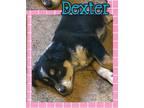 Adopt Dexter a Australian Cattle Dog / Great Pyrenees / Mixed dog in Mesa