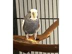 Adopt Prism a Budgie bird in St. Louis, MO (41322781)
