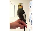 Adopt Orion a Cockatiel bird in St. Louis, MO (41322780)