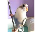 Adopt Jiro a Budgie bird in St. Louis, MO (41322779)