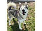 Adopt Osiris a Husky / Mixed dog in Defiance, OH (40202733)