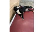 Adopt Rose a Labrador Retriever / Shepherd (Unknown Type) / Mixed dog in