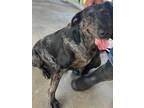 Adopt Daphney a Catahoula Leopard Dog / Mixed dog in Fayetteville, TN (41313697)
