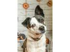 Adopt Sadie a Mixed Breed (Medium) / Mixed dog in Rock Springs, WY (41060626)
