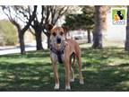 Adopt Miso a Staffordshire Bull Terrier / Boxer / Mixed dog in Salt Lake City