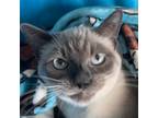 Adopt David Bowie blue collar a Siamese / Mixed (short coat) cat in New