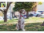 Adopt River a Poodle (Miniature) / Bernese Mountain Dog / Mixed dog in Salt Lake