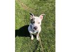 Adopt Chewy a White American Pit Bull Terrier / Mixed Breed (Medium) / Mixed