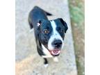 Adopt Katie Bug a Terrier (Unknown Type, Small) / Mixed dog in Barrington