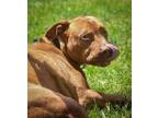Adopt Hulk a American Pit Bull Terrier / Mixed dog in Lagrange, IN (41202856)