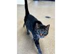 Adopt Green Bean Catserole a Domestic Shorthair / Mixed (short coat) cat in