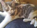 Adopt Callie a Domestic Shorthair / Mixed (short coat) cat in Crocker