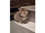 Adopt Heather a Domestic Shorthair / Mixed (short coat) cat in Crocker
