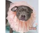Adopt Mya a American Staffordshire Terrier / Mixed dog in Hardeeville