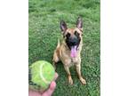 Adopt Yogi- Located in NC a Tan/Yellow/Fawn - with Black Belgian Malinois /