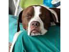 Adopt Romeo a English Pointer / American Pit Bull Terrier dog in Denver