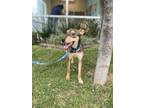 Adopt Bruno a Brown/Chocolate Greyhound dog in Gig Harbor, WA (41304904)