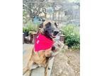 Adopt Mila a Brown/Chocolate - with Black Belgian Malinois / Mixed Breed