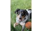 Adopt Ritz a White - with Black Bluetick Coonhound / Mixed dog in Mooresville