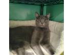 Adopt ECLIPSE - FFPR a Gray or Blue Russian Blue (short coat) cat in Antioch