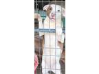 Adopt Flossy a Tan/Yellow/Fawn - with White Jack Russell Terrier / Catahoula