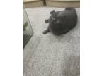 Adopt Snowy a British Shorthair cat in Annapolis, MD (41322234)