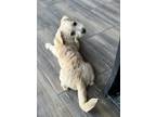 Adopt Vail a Tan/Yellow/Fawn Havanese / Terrier (Unknown Type