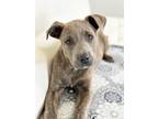 Adopt Chip Litter - Takis a American Pit Bull Terrier / Mixed Breed (Medium) /