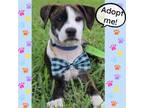 Adopt Bailey a Terrier (Unknown Type, Medium) / Terrier (Unknown Type