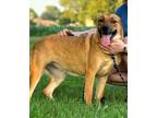 Adopt Nina a Golden Retriever / Shepherd (Unknown Type) / Mixed dog in