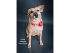 Adopt Hazel a Terrier (Unknown Type, Small) / Mixed Breed (Medium) / Mixed dog