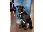 Adopt Lucky a Black - with White Dachshund / Mixed dog in Harrisburg