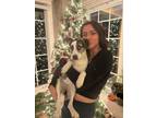 Adopt Ivy (Sciotoville Crate Pups 2) a Tricolor (Tan/Brown & Black & White)