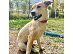 Adopt Minnie a Husky / Australian Shepherd / Mixed dog in Oak Hill