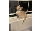 Adopt Clare a Cream or Ivory (Mostly) Siamese (short coat) cat in Winter Haven