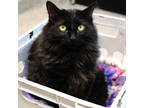 Adopt Pepper a All Black Domestic Longhair / Mixed Breed (Medium) / Mixed (short