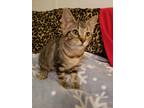 Adopt Fisher a Brown Tabby Domestic Shorthair (short coat) cat in College
