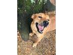 Adopt Red 24 a Golden Retriever / Carolina Dog / Mixed dog in Brookhaven