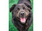 Adopt Cadbury a Chow Chow / Newfoundland / Mixed dog in Warren, MI (41102253)