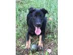 Adopt Tucker a German Shepherd Dog / Mixed Breed (Medium) / Mixed dog in