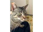 Adopt Chai a Brown Tabby Domestic Shorthair / Mixed Breed (Medium) / Mixed
