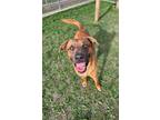 Adopt Benny a Mixed Breed (Large) / Mixed dog in Spokane Valley, WA (41276466)