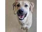 Adopt Hudson a Tan/Yellow/Fawn Retriever (Unknown Type) dog in Burlington