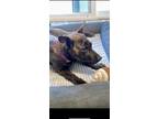 Adopt Ivy a Brindle Dutch Shepherd / Mixed dog in Olivehurst, CA (40530219)