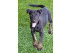 Adopt Baby Comet a Black Terrier (Unknown Type, Medium) / Mixed dog in Miami